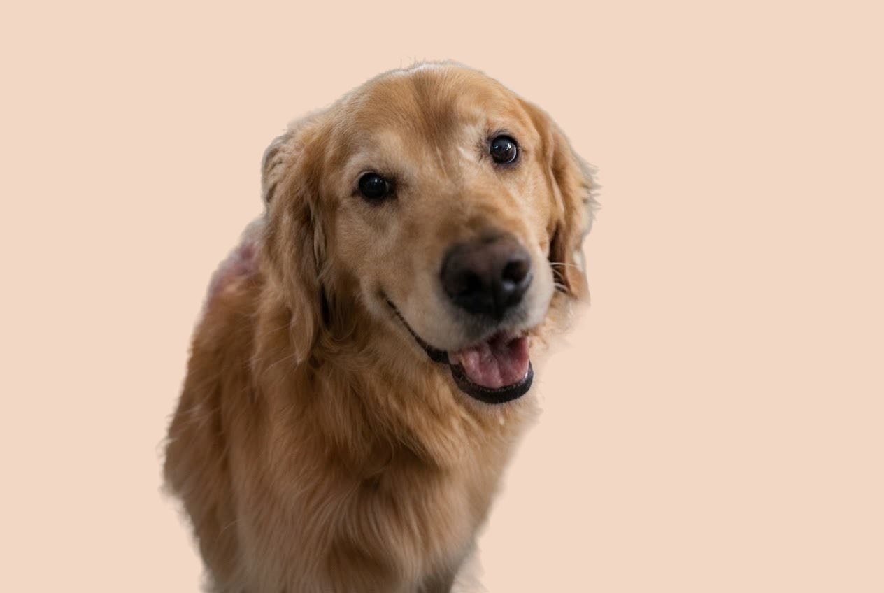 A dog cut out onto a coloured background — after