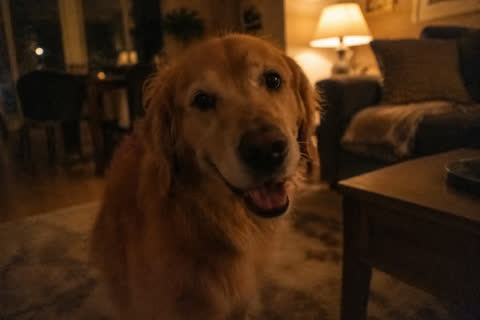 A dog photographed in dim indoor light